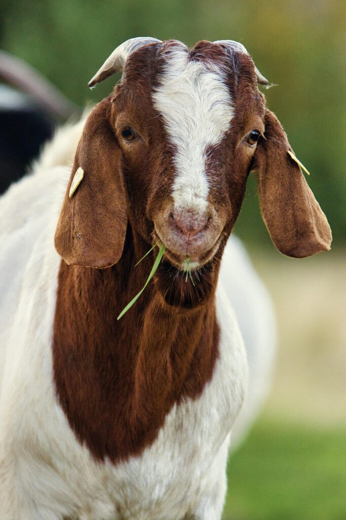 goat, sheep, animal, cattle, farm yard, pasture, meadow, mountains, nature-8474182.jpg