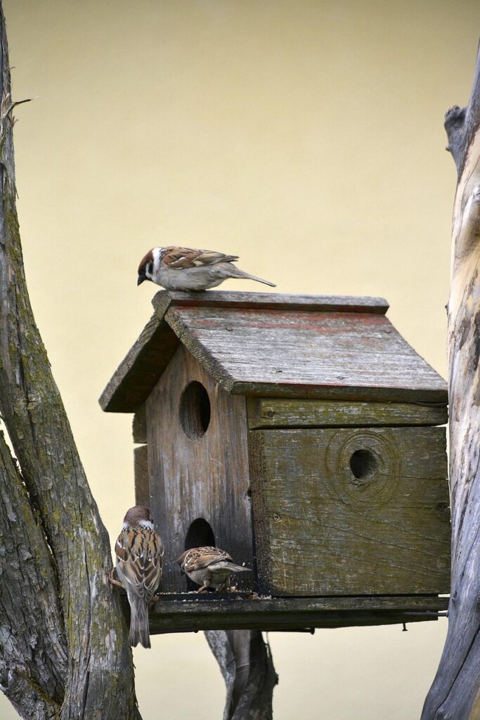 sparrow, bird, wildlife, nature, small, ornithology, birdwatching, bird house-3423762.jpg